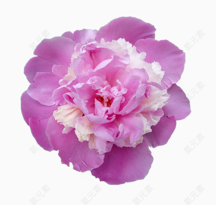 粉色牡丹花