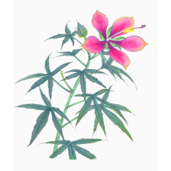 手绘花卉