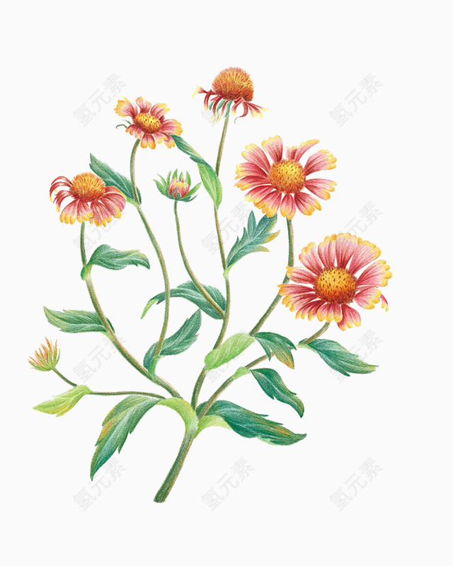 花卉植物