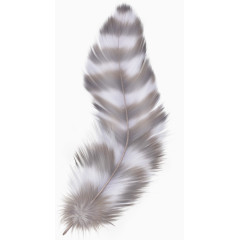 精美羽毛免抠png素材