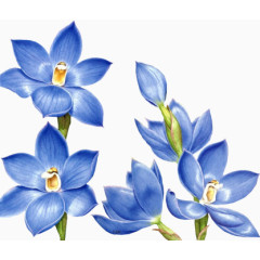 花草装饰素材