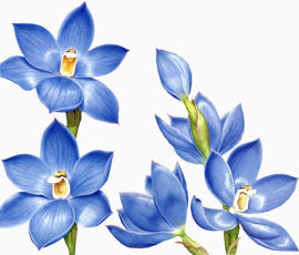 花草装饰素材