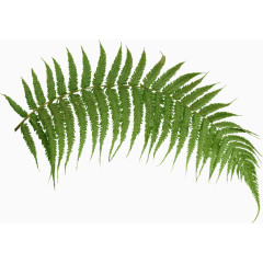 蕨类植物叶子绿叶热带雨林植物