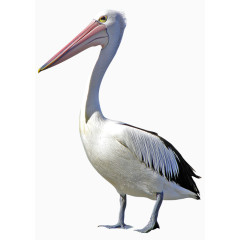 古风唯美插画仙鹤