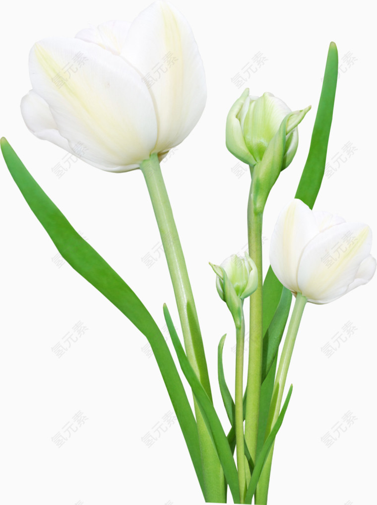 手绘鲜花花束郁金香