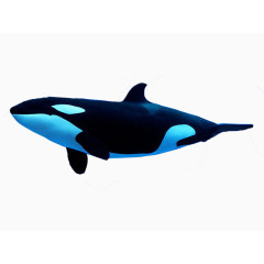 最萌的动物之虎鲸