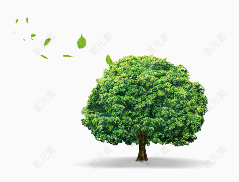 大树树叶植物大自然