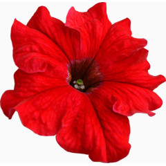 花草图片素材花草背景素材