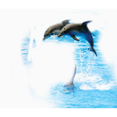 海豚表演