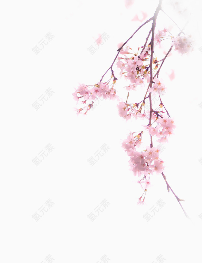 樱花桃花