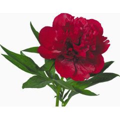 手绘装饰素材国画花卉素材