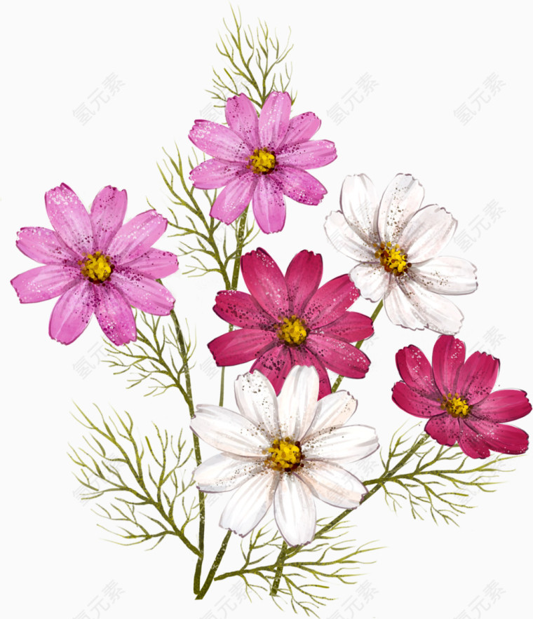 秋英波斯菊
