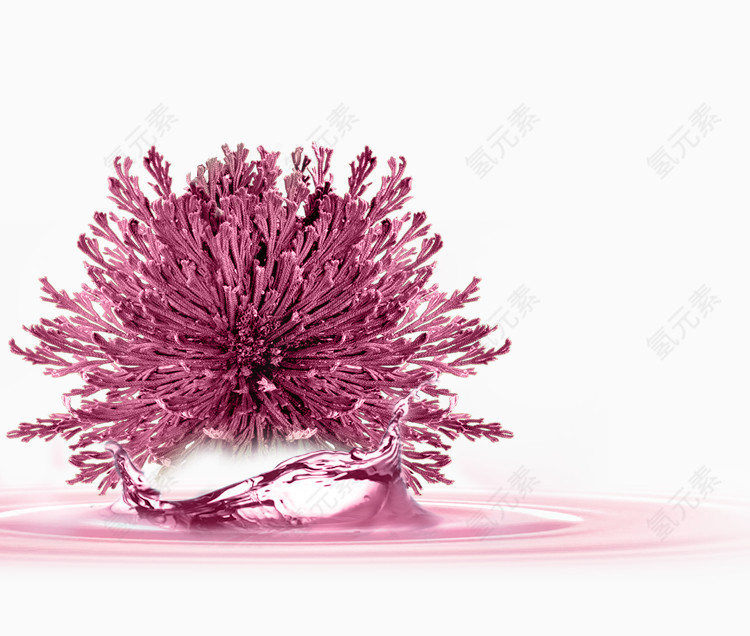 菊花手绘装饰