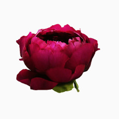 漂亮鲜花PNG透明图片