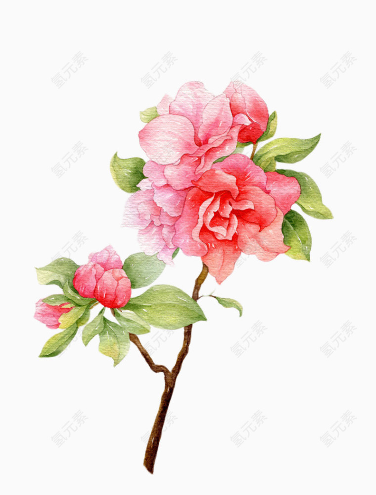 手绘牡丹花