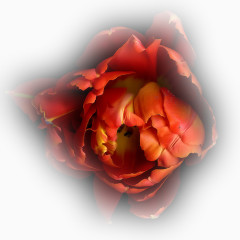 花卉插画唯美花草图片