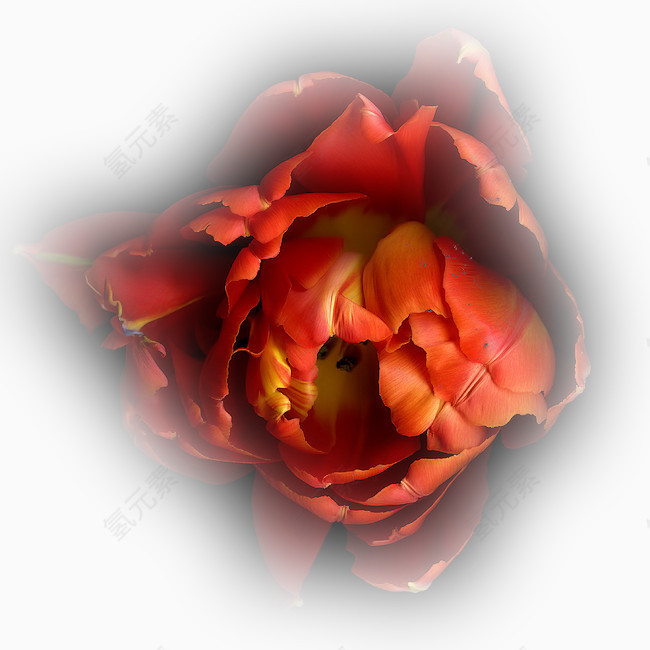 花卉插画唯美花草图片