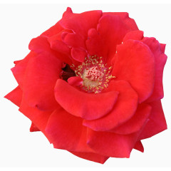 唯美背景图片花卉 红色花朵