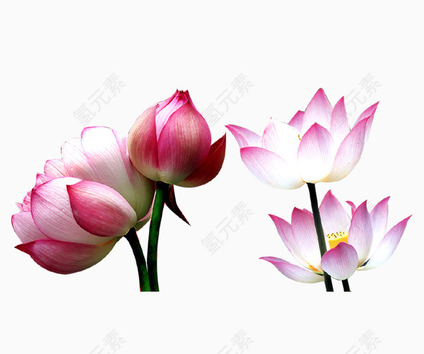 莲花