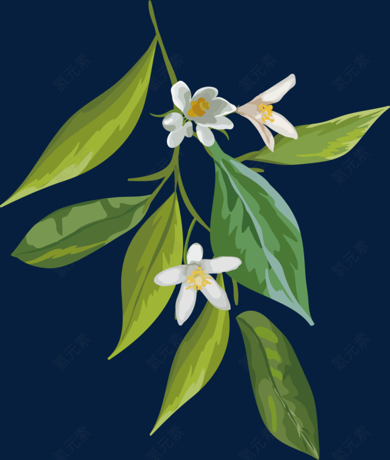 绿色的树叶和花朵