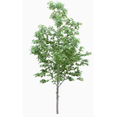 花草ps素材花草背景素材