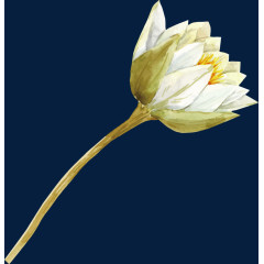 荷花水彩手绘装饰元素