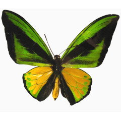 黄绿色彩色蝴蝶