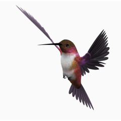 紫蓝翡翠鸟免抠png素材