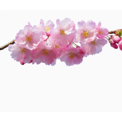 花瓣