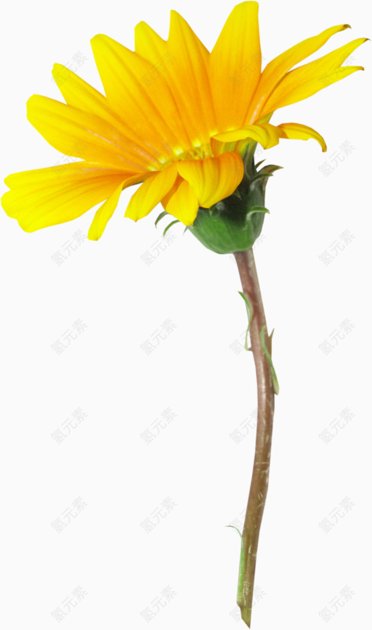 花卉设计素材手绘装饰图片