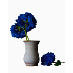 ps花草素材庆典花卉