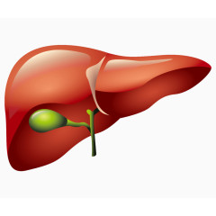 人体器官肝脏胆囊