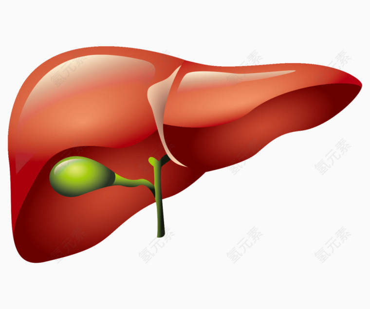 人体器官肝脏胆囊