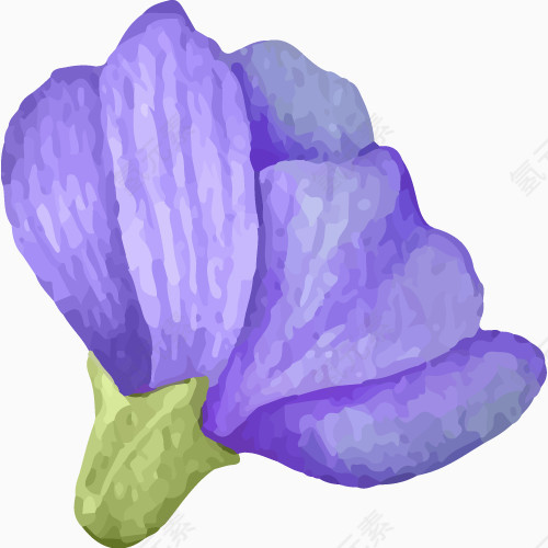 紫罗兰花朵水彩画