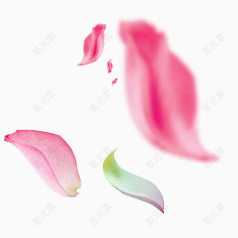 花卉植物花瓣飘落