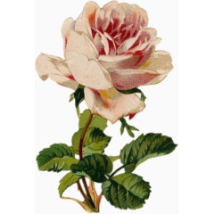 卡通花饰素材森林系素材  唯美牡丹花