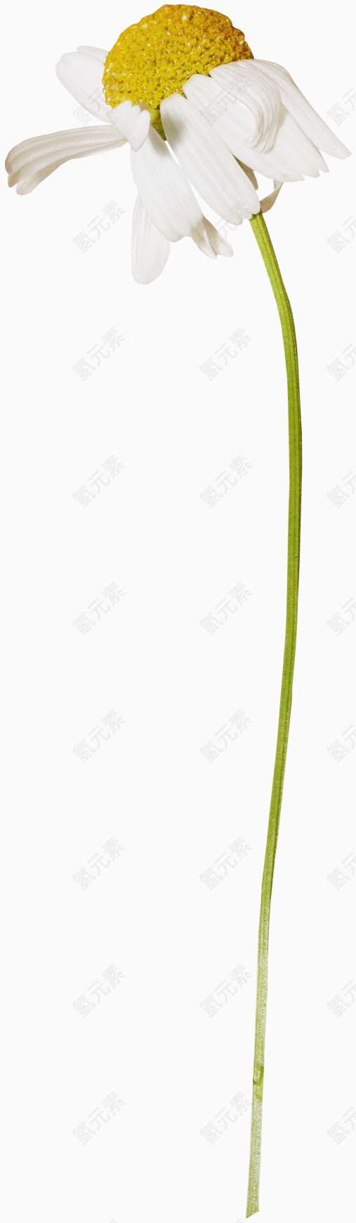 植物花卉素材国画花草素材