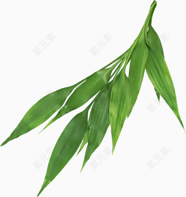 树叶