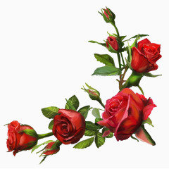 玫瑰花