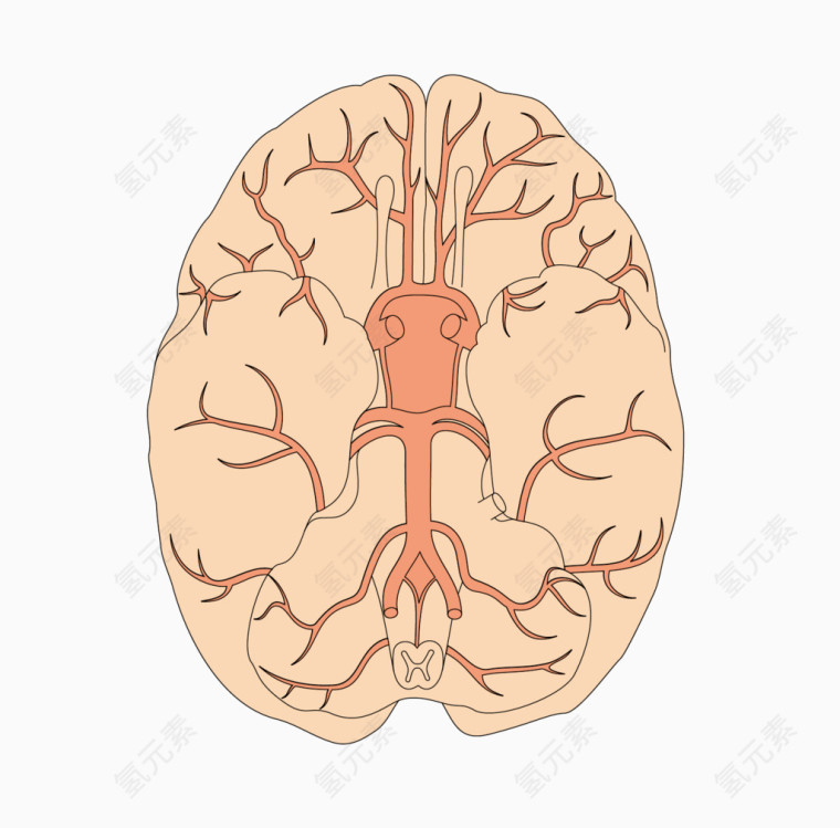 矢量医疗解剖脑血管