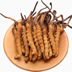 中药新草冬虫夏草