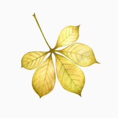 手绘金色树叶