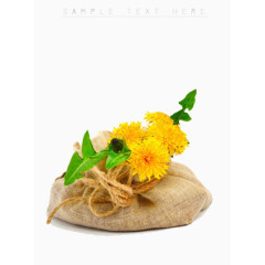 麻布袋里装正的黄色菊花