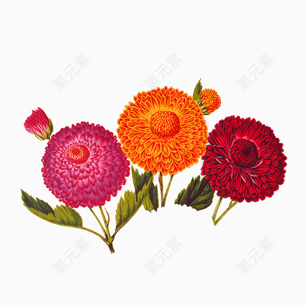 手绘彩色菊花复古风格画风