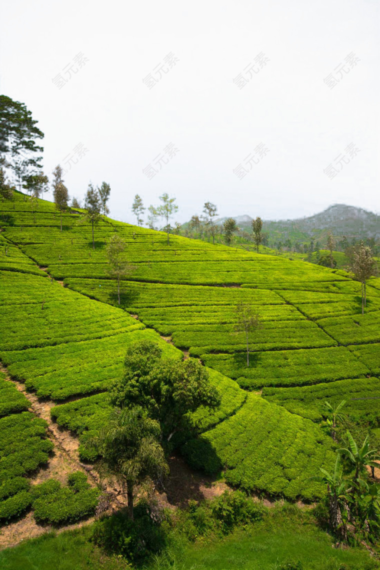 茶园风景