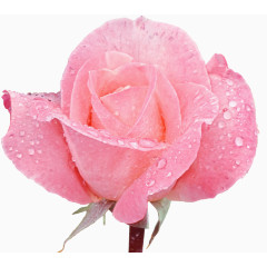 鲜花花卉鲜花图片