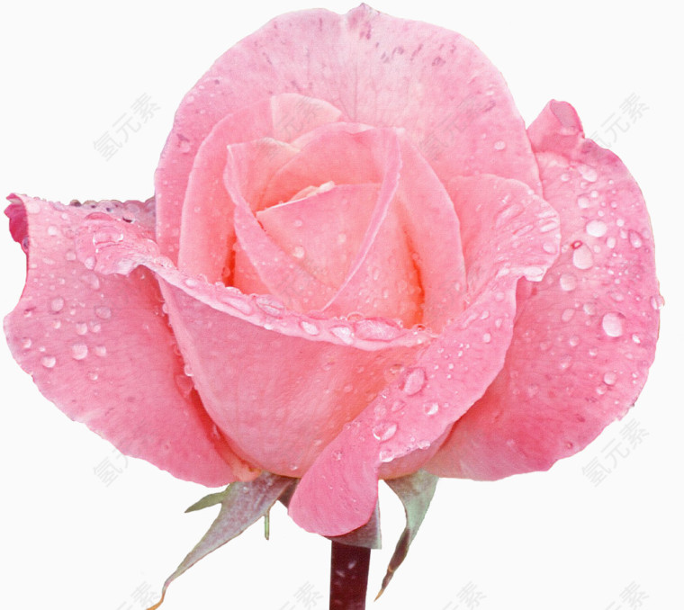 鲜花花卉鲜花图片