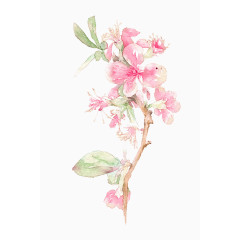 粉色鲜花