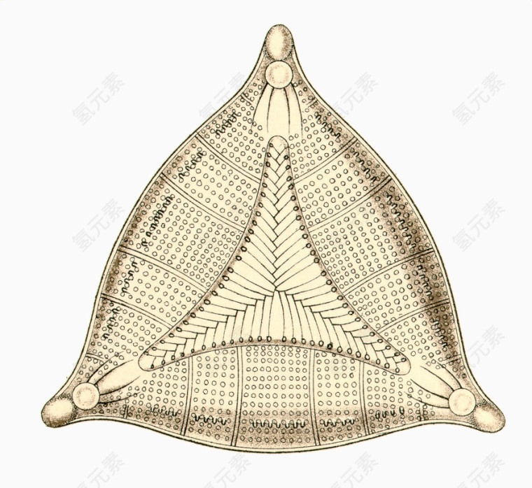 海洋生物