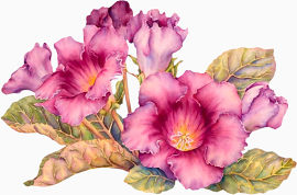 花草ps素材花卉图案